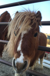 Horses at Denim n Dirt Ranch equine therapy